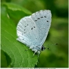 celas argiolus imago3 don